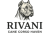 Rivani Cane Corso Haven